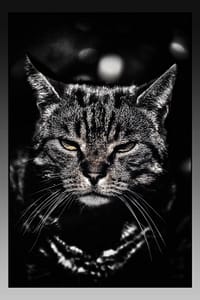 Black and white image Domestic cat