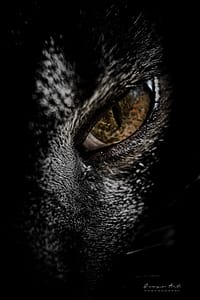 Image of a domestic cat's eye