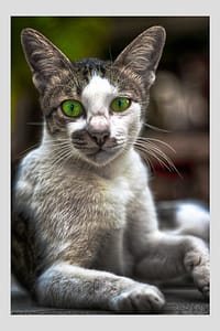 Cat with bright green eyes