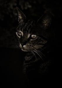 Domestic Cat blending into the background