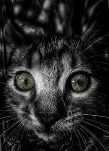 Beautiful eyes of a young domestic cat