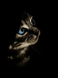 Image of a young domestic cat with blue eyes