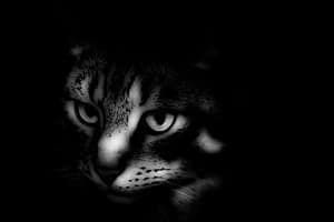 Black and white image of a domestic cat