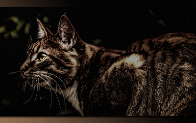 Easy Cat’s – How to capture an image of a cat